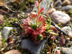 Saxifraga cespitosa