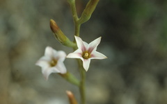 Adromischus caryophyllaceus