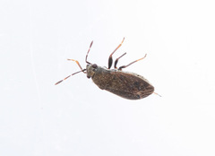Stygnocoris fuligineus