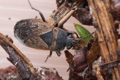 Trapezonotus desertus