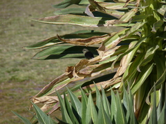 Nectarinia famosa
