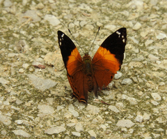 Hypanartia godmanii