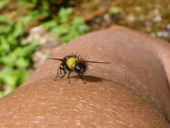 Xanthoepalpus bicolor