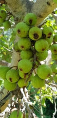 Ficus ingens