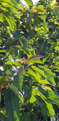 Ficus ingens
