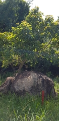 Ficus ingens