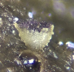 Ascobolus crenulatus