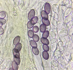 Ascobolus crenulatus