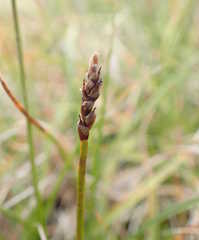 Carex rupestris