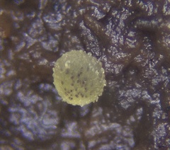 Ascobolus crenulatus