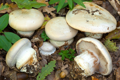 Phlegmacium aleuriosmum