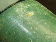 Adoliadini