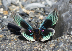 Lyropteryx apollonia