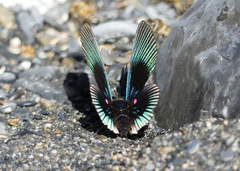 Lyropteryx apollonia