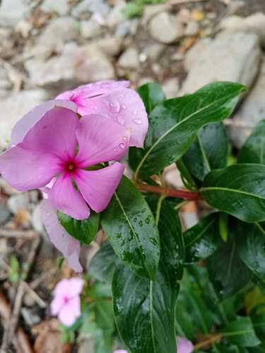 Catharanthus roseus image