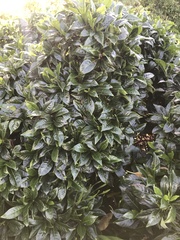 Psychotria ligustrifolia