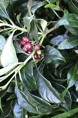 Psychotria ligustrifolia