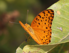 Phalanta phalantha phalantha