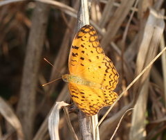 Phalanta phalantha phalantha