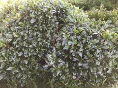 Psychotria ligustrifolia