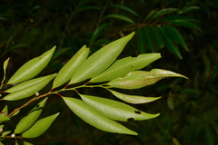 Eurya gnaphalocarpa