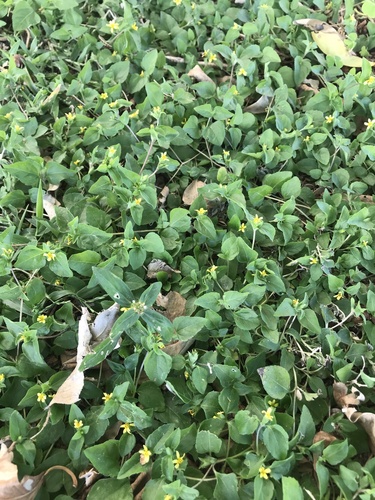 Calyptocarpus vialis image