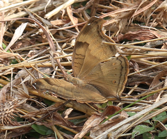 Junonia iphita iphita