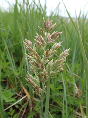 Poa eminens