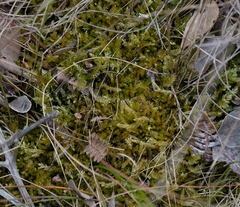 Catagonium nitens nitens