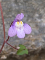 Cymbalaria muralis