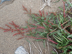 Rumex subarcticus