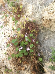 Cymbalaria muralis