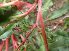 Rumex subarcticus