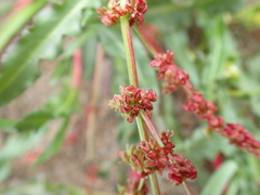 Rumex subarcticus