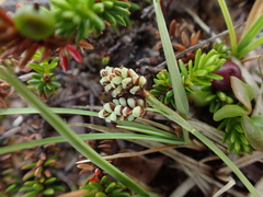 Carex bicolor