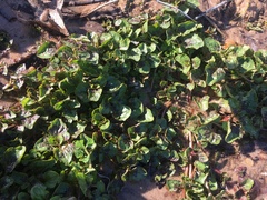 Erythranthe michiganensis