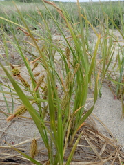 Carex paleacea