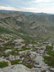 Juniperus pseudosabina