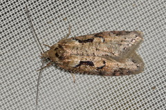 Semioscopis steinkellneriana