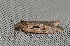 Semioscopis steinkellneriana