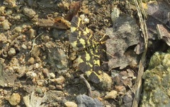 Piletocera luteosignata