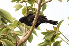 Bubalornis albirostris