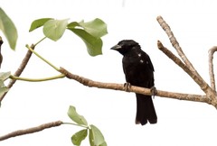 Bubalornis albirostris