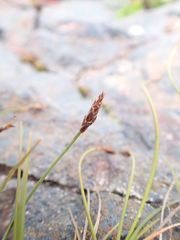 Carex rupestris