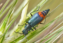 Clanoptilus spinipennis