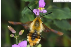 Hemaris affinis