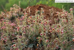 Rehmannia glutinosa