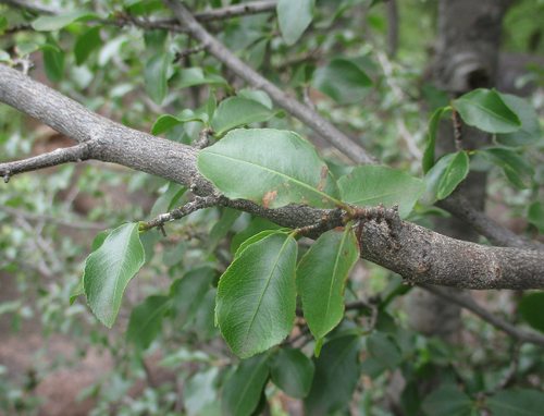 Ochna inermis image