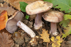 Cortinarius suaveolens