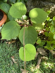 Actinidia chinensis